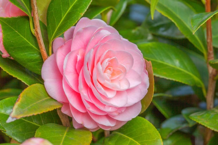 Camellia