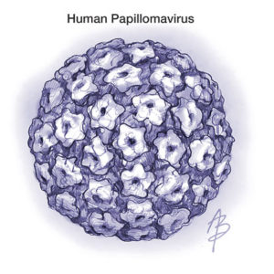 Papilloma virus