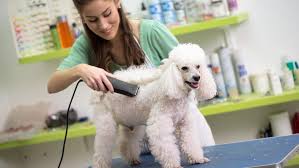 pet grooming 