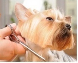 Pet grooming Services