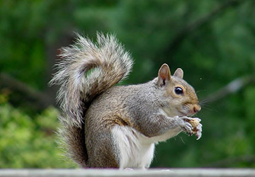 Tulsa Squirrel Removal