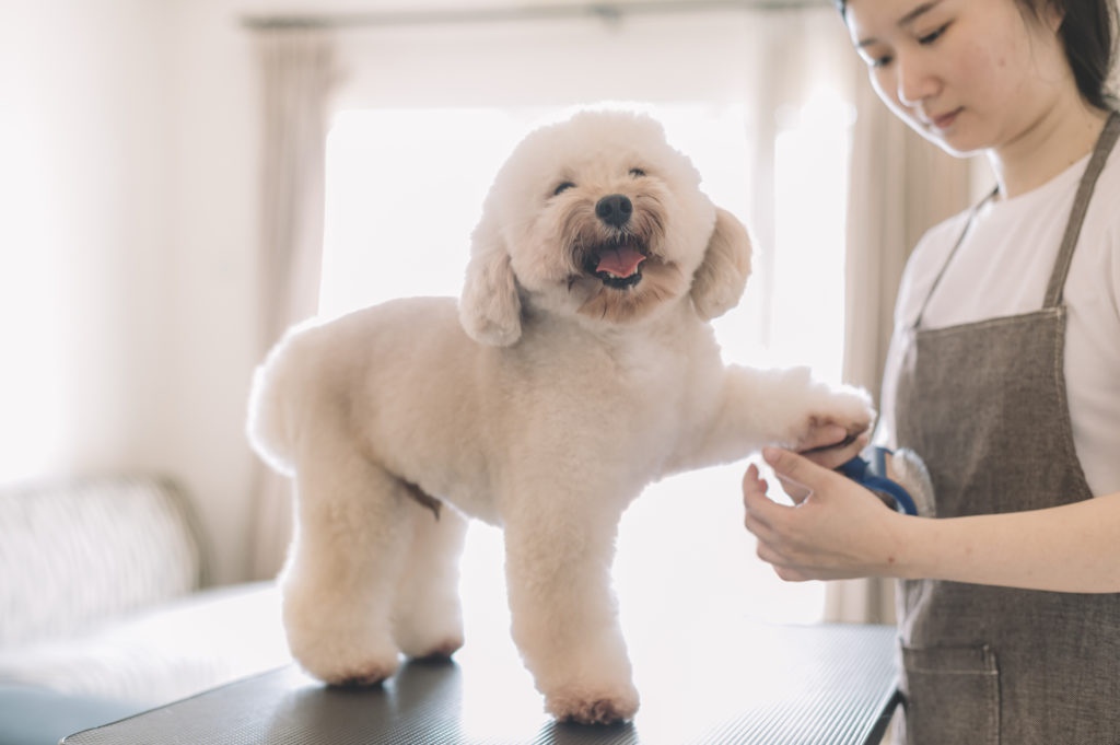 Benefits of Pet Grooming