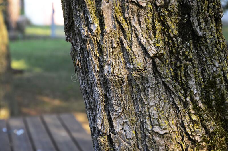 Bark Chippings