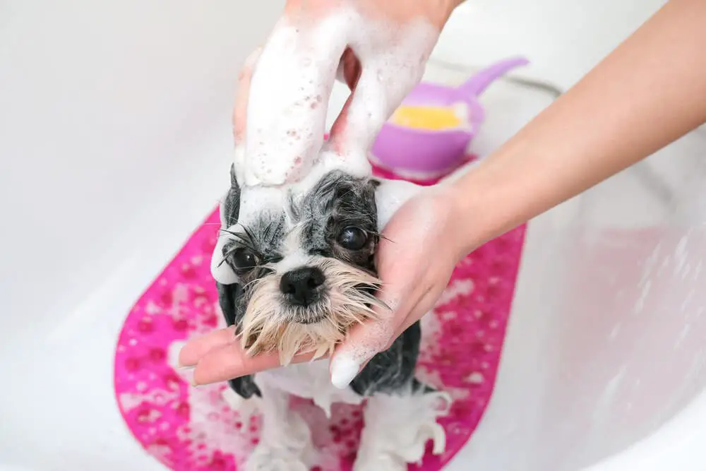 best dog shampoo