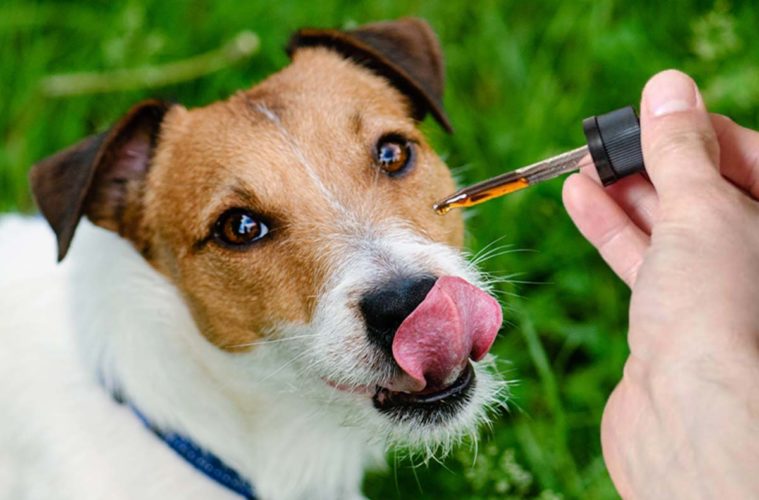 cbd for dogs