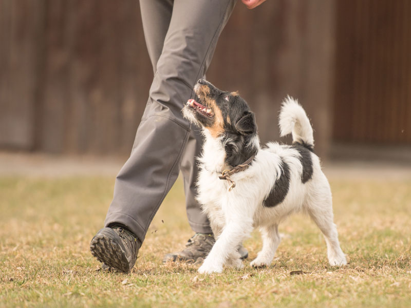 Balance in Dog Training